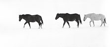 Horses Trailing in Winter